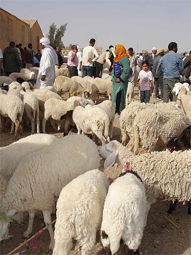 Souk aux animaux de Tozeur
