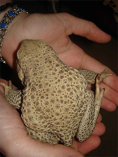 Crapaud berb�re