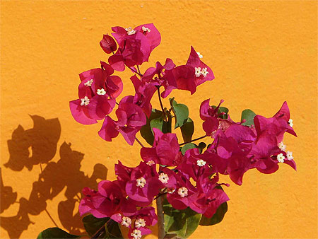 Bougainvillier