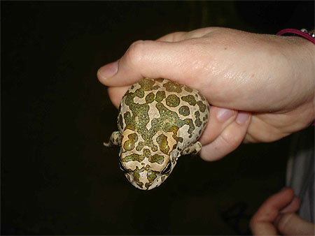 Crapaud vert