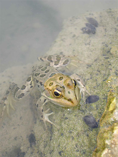 Grenouille