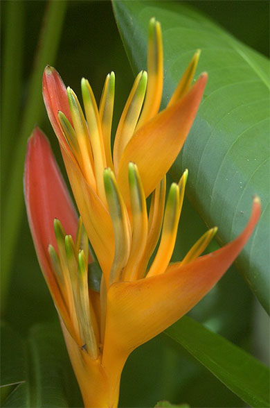 Grande fleur 