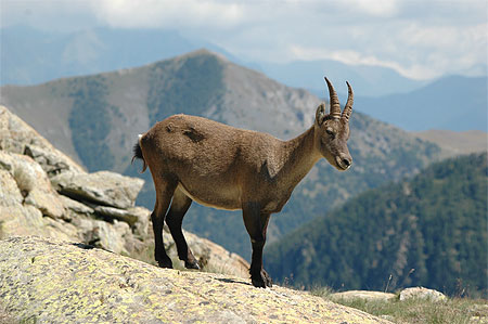 Chamois du lac Agnel