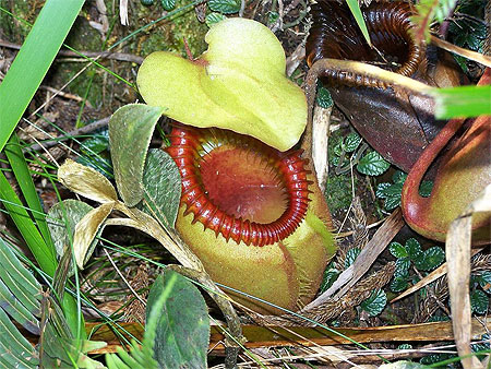 Plante Carnivore : Nepenthes ou Pitcher Plant