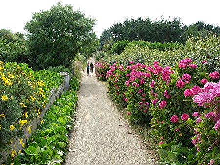 Hortensias