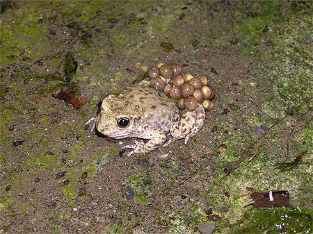 Crapaud accoucheur