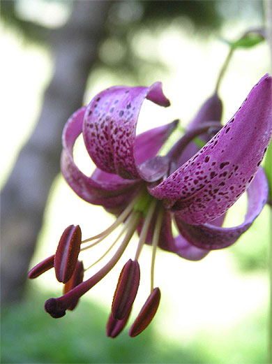 Lys martagon