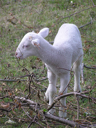Agneau de la vall�e de Lesponne