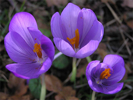 Colchiques