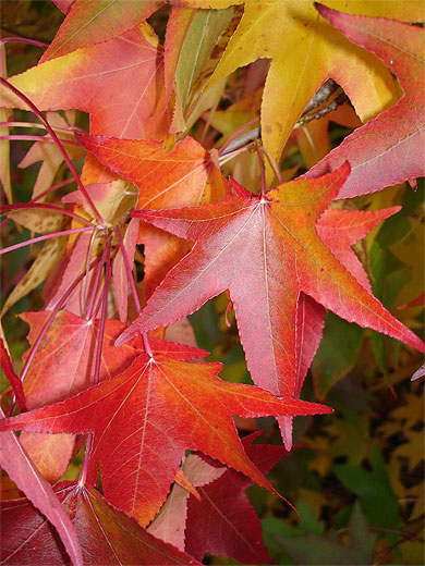 Un �rable en automne
