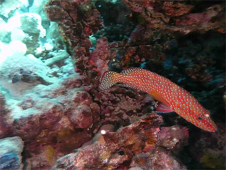 M�rou rouge