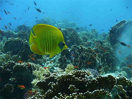 Chaetodon masqu�