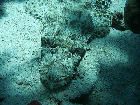 Poisson crocodile