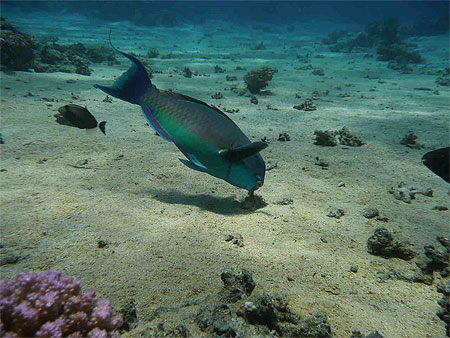 Poisson perroquet
