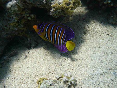 Poisson ange