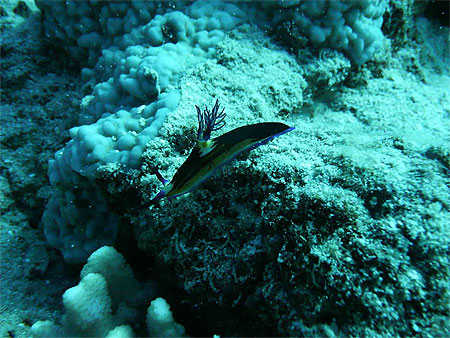 Nudibranche