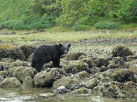 Ours noir