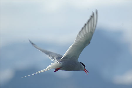 Sterne arctique