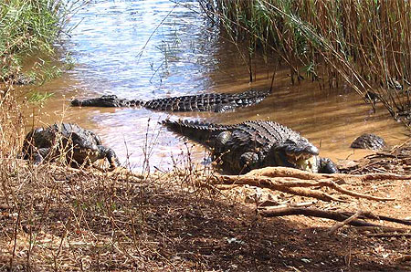 Les crocodiles du Lac Sacr�