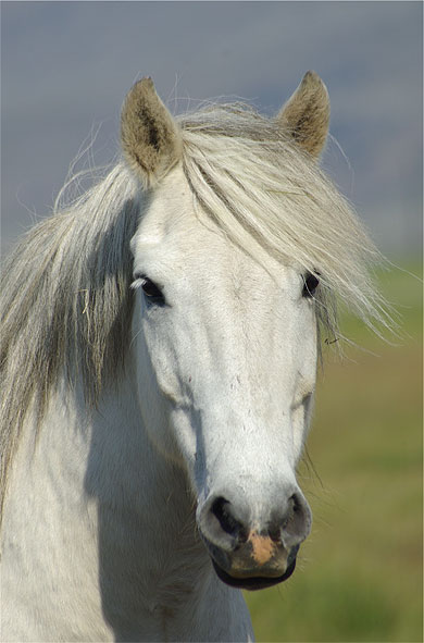 Cheval islandais
