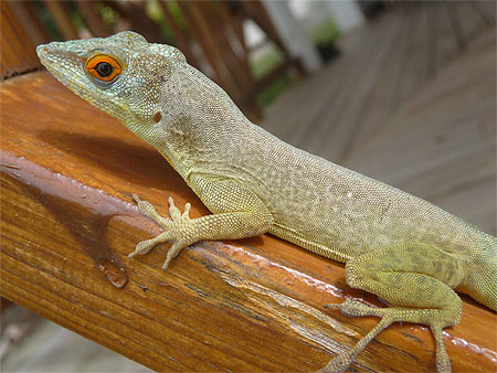 Bel anoli, le l�zard de Guadeloupe