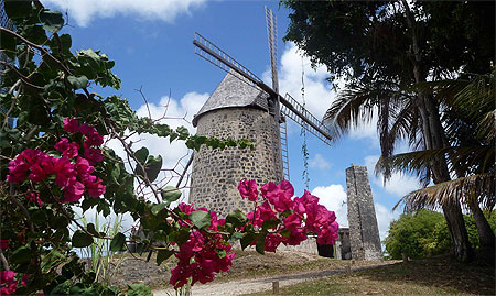 Moulin et bougainvillier, original non?