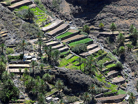 Culture en terrasse � Gomera