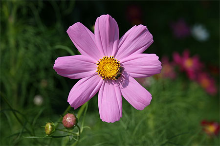 Fleur � Sofia