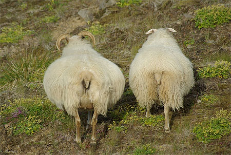 Pelotes de laine sur pattes ?