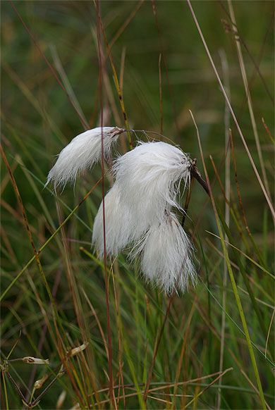 Linaigrette de Scheuchzer