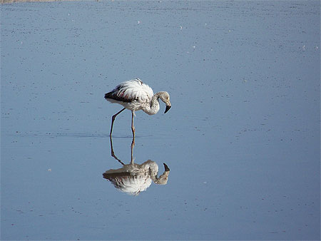 Flamant rose