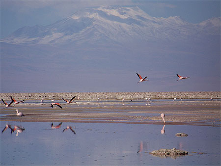 Salar de l'Atacama