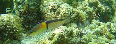 Poisson