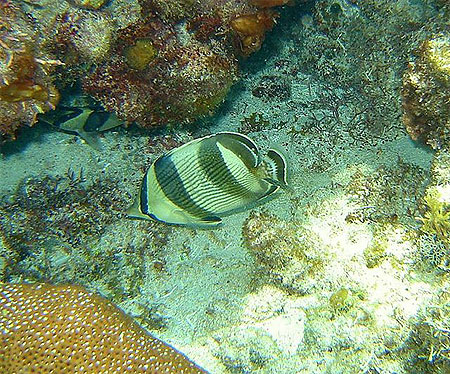 Poisson
