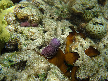 Corail