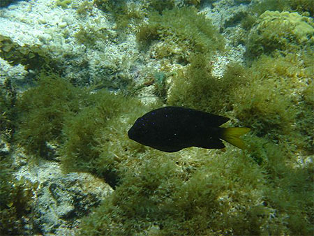Poisson