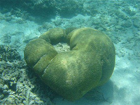 Corail cerveau