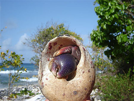 Nard nard l'hermite