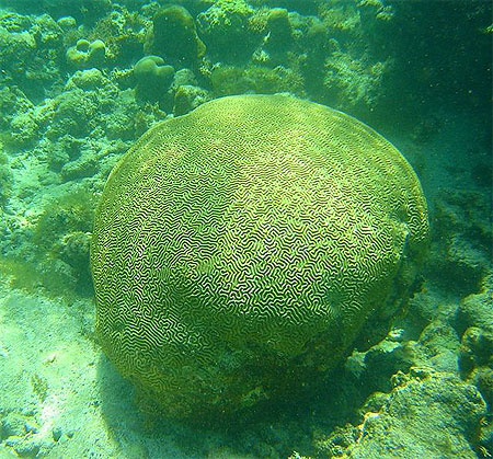 Corail cerveau