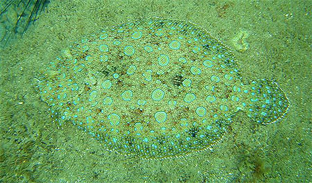 Poisson plat