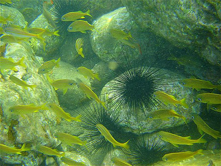 Poissons