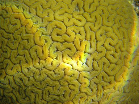 Corail cerveau