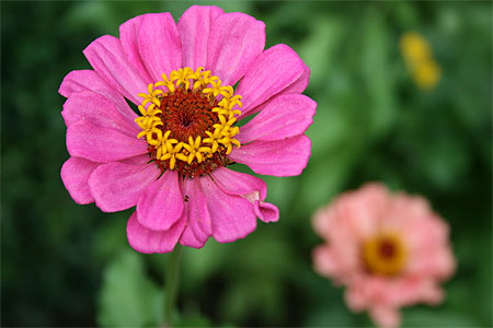 Fleur devant le monast�re de Zemen