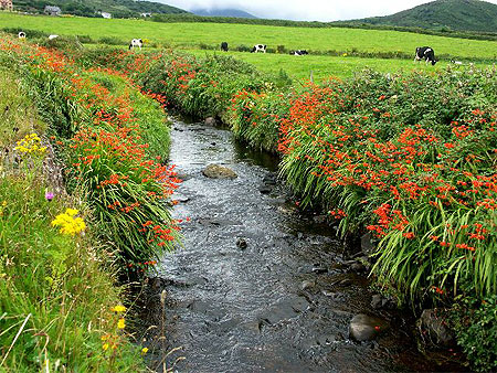 Campagne irlandaise