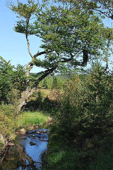 Ruisseau de la Polleur