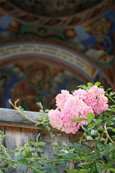 Fleur dans le monast�re de Rila