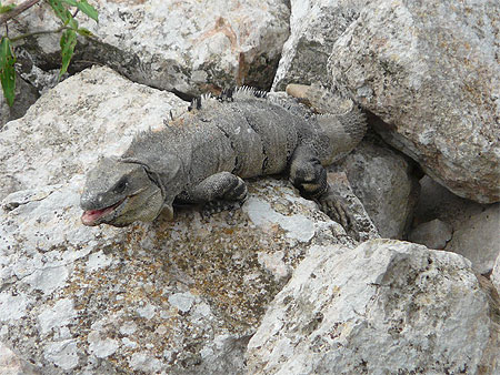 Gros iguane