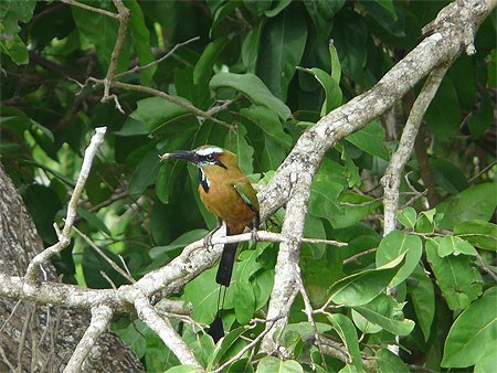 Oiseau multicolore
