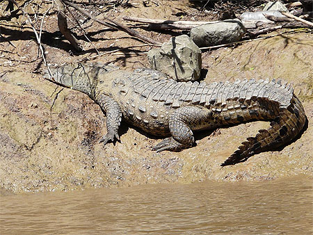 Crocodiles