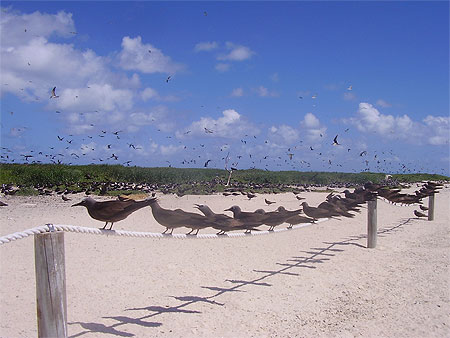 Ca prend la pose sous le soleil �crasant de l'Australie!!!